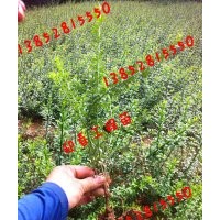 30公分迎春價(jià)格35-40公分高度迎春花價(jià)格