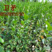 50公分衛(wèi)矛價(jià)格工程苗40-50-60公分衛(wèi)矛價(jià)格