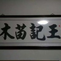 河北苗木_綠化苗木_永清苗木價格