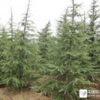 4米雪松樹形飽滿一級苗 5米雪松精品苗供應(yīng)