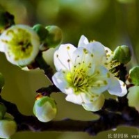 哪里有綠梅、綠萼梅，都有哪些規(guī)格？