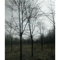 5公分白臘報價 5公分白臘供應 圖片