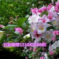 五色錦帶花遼寧省開原市