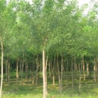 博野縣豐林苗圃場(chǎng)大量出售國(guó)槐