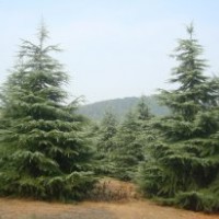 南京最新雪松價格 1-8米雪松報價 精品雪松價格