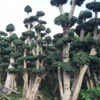 福建造型榕樹樁頭