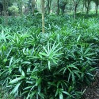 低價(jià)供應(yīng)小葉棕竹40-80cm小袋苗和中袋苗都有貨源齊全