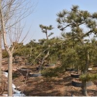 造型黑松 供應(yīng)