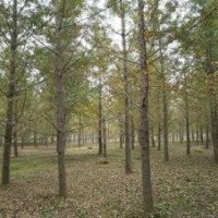 24公分銀杏樹價格|興隆銀杏|河南24公分銀杏樹價格