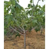 基地有無花果樹，綠化用，黑松苗