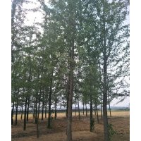 銀杏7-8-9-10-12-15-18-20公分