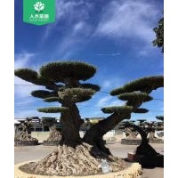 1400年西班牙橄欖樹(shù)