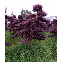 湖南15公分造型羅漢松 紅花繼木樁 赤南 紅楓 櫻花