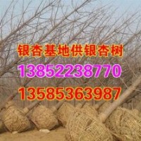 興隆銀杏、江蘇銀杏樹、江蘇銀杏樹基地