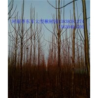 太康--楸樹園!7公分8公分楸樹量大