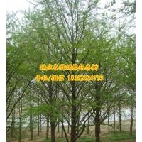 銀杏樹價格、金革銀杏、13cm銀杏樹價格