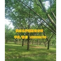 銀杏樹_金革銀杏_銀杏樹價格表