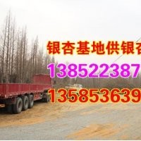 銀杏價(jià)格表 -|銀杏價(jià)格表|興隆銀杏(圖)