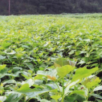 批發(fā)檫木小苗、當(dāng)年生小苗、檫木芽苗、江西供應(yīng)信息