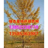 興隆銀杏,山東銀杏樹,供應(yīng)山東銀杏樹
