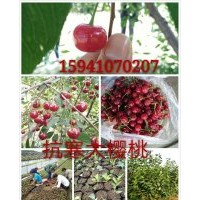 東北抗寒大櫻桃