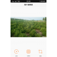 大量出售樟子松白皮松雪松