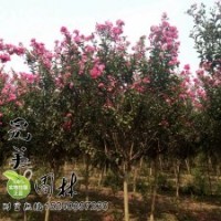 紫薇_叢生紫薇_百日紅_叢生百日紅_美國紫薇_紅火箭紫薇