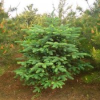 山東云杉 4-4.5米云杉價(jià)格 云杉基地 圣誕樹(shù)