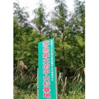供應(yīng)中山杉工程苗