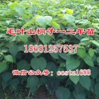 優(yōu)質(zhì)毛葉山桐子苗 各種規(guī)格