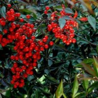 胡枝子小苗,水荀子小苗,猬實(shí)小苗