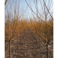 供應(yīng)低接黃金槐