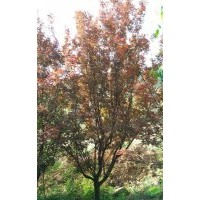 圃苗銷售3—8公分太陽李、紫葉矮櫻、紫葉李