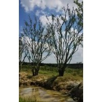 各種規(guī)格樸樹，烏桕，桂花，農(nóng)戶價(jià)格，求精品質(zhì)。