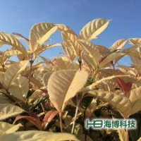 珍珠彩葉桂種苗