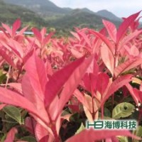 五彩桂花樹(shù)種苗