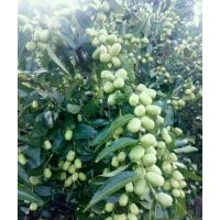 金絲棗8月底成熟