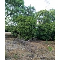 供有大規(guī)格月桂四季桂八月桂10到23公分