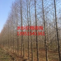 供應(yīng)14公分水杉 水杉價(jià)格