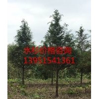 8公分水杉 水杉樹(shù)