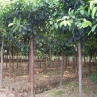 供應(yīng)榕樹(shù)品種介紹 小葉榕 高山榕 大葉榕