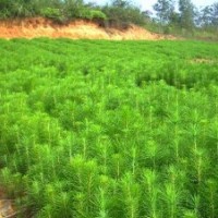 樟子松,云杉,金葉榆