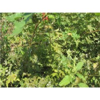 供應五角楓苗，檸條苗，踏啷苗等