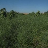 供應踏啷苗 沙柳苗 檉柳苗等