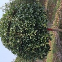 苗圃基地桂花,垂絲海棠,紅葉石楠