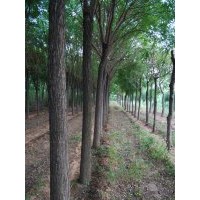 山東萊州信合園藝供應(yīng)國(guó)槐