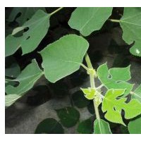 供應構樹 南京構樹 構樹批發(fā)價格