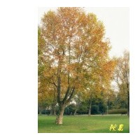 供應(yīng)法桐 南京法桐 法桐批發(fā)價格 法桐