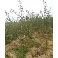 花椒苗，連翹苗，文冠果，核桃苗