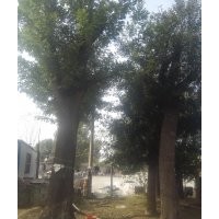 50公分發(fā)冒國槐出售